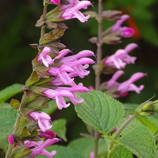 Salvia hyb. 'Pink Amistad'