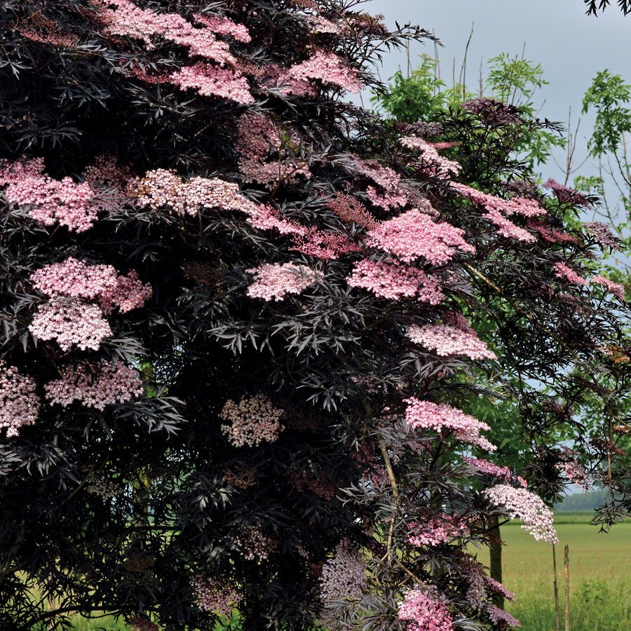 Sambucus 'Black Lace' (P) - Black Lace Elder