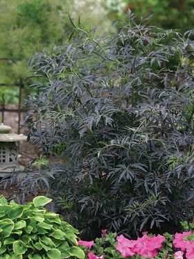 Sambucus 'Black Lace' (P) - Black Lace Elder