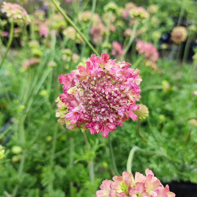 Scabiosa 'Magic' (P)  - syn. S. 'Raspberry Kisses'