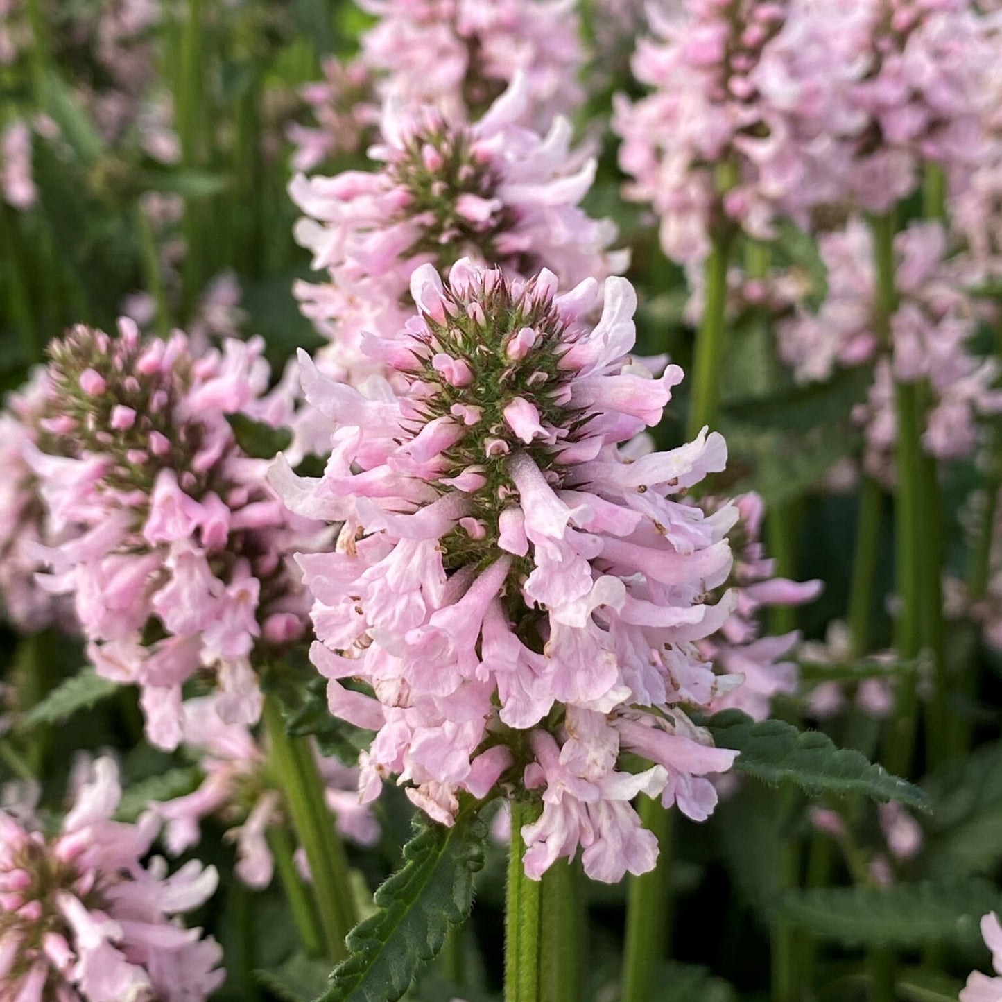 STACHYS - Lambs Ear - summer sweets (PBR)