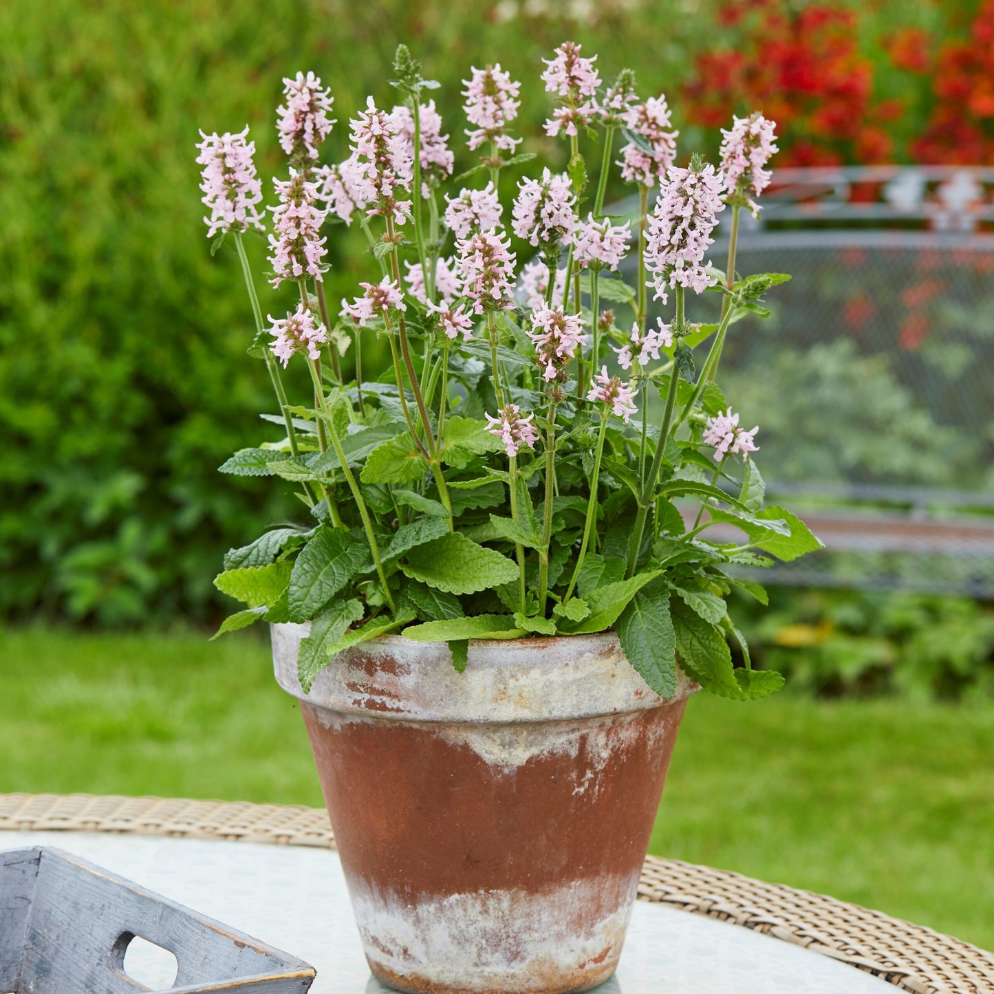 STACHYS - Lambs Ear - summer sweets (PBR)