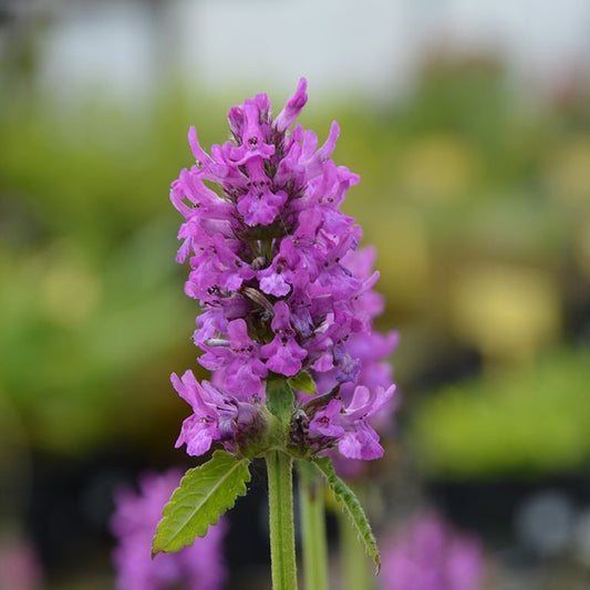 Stachys monieri 'Hummelo'