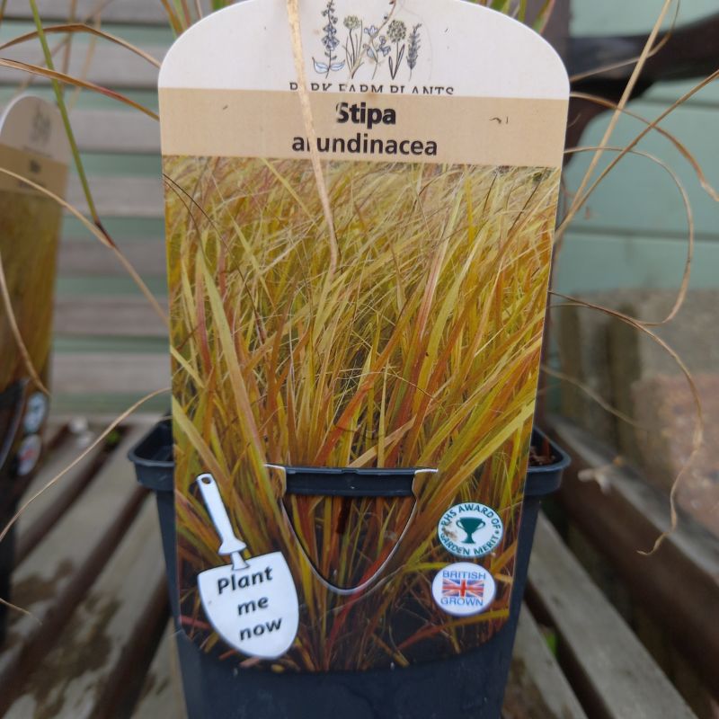 STIPA arundinacea - Pheasant Tail Grass