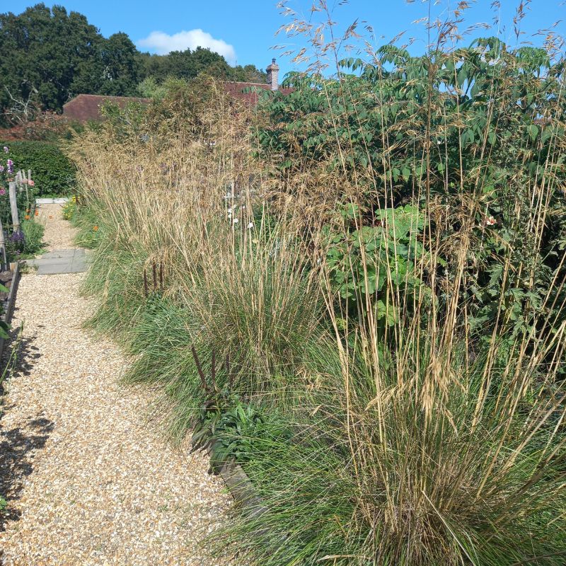 STIPA gigantea - Giant Feather Grass