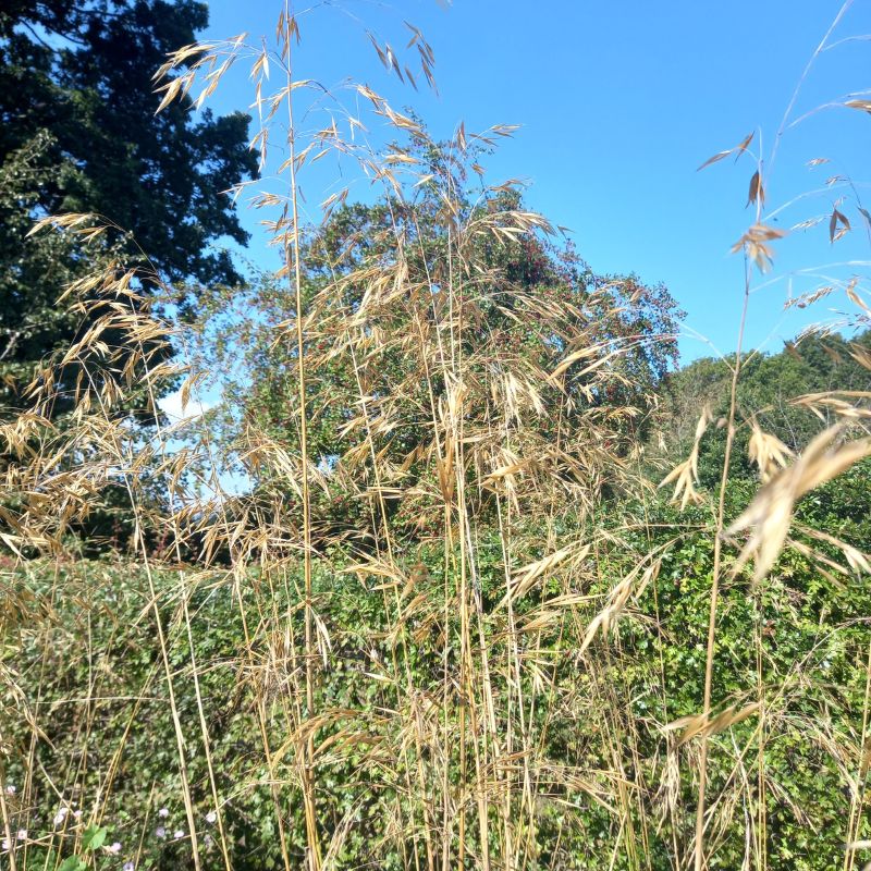 STIPA gigantea - Giant Feather Grass