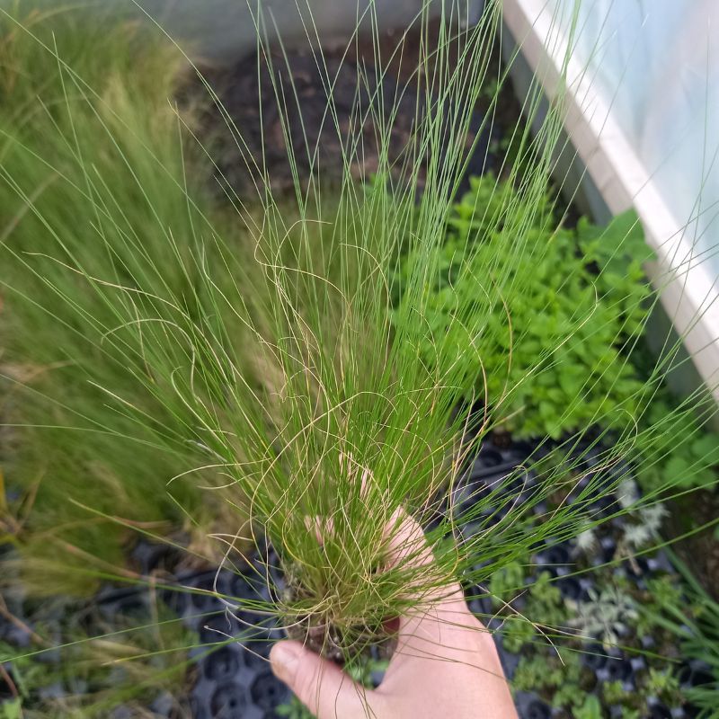 STIPA tenuissima - Pony Tails Mexican Feather Grass