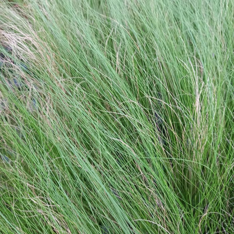 STIPA tenuissima - Pony Tails Mexican Feather Grass