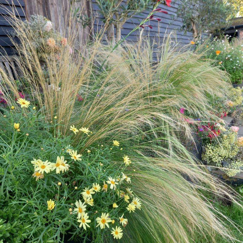 STIPA tenuissima - Pony Tails Mexican Feather Grass