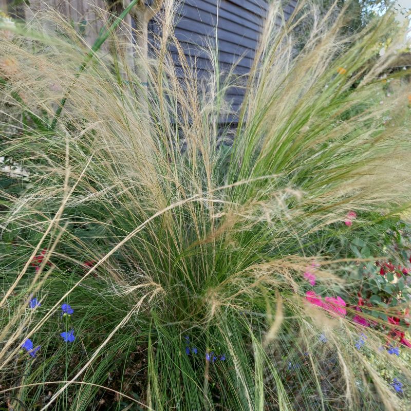 STIPA tenuissima - Pony Tails Mexican Feather Grass