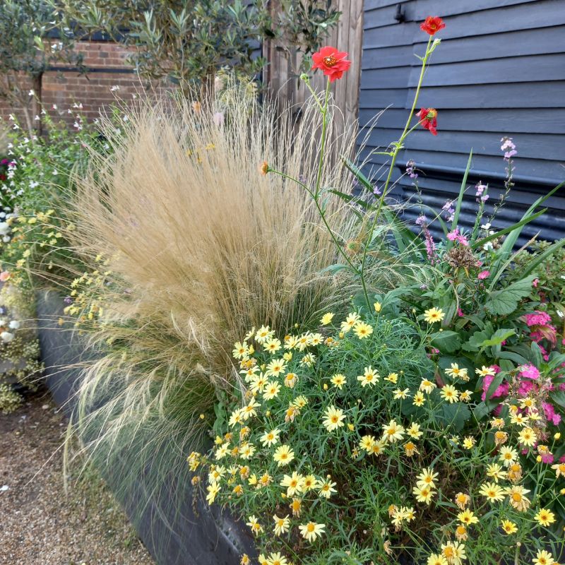 STIPA tenuissima - Pony Tails Mexican Feather Grass