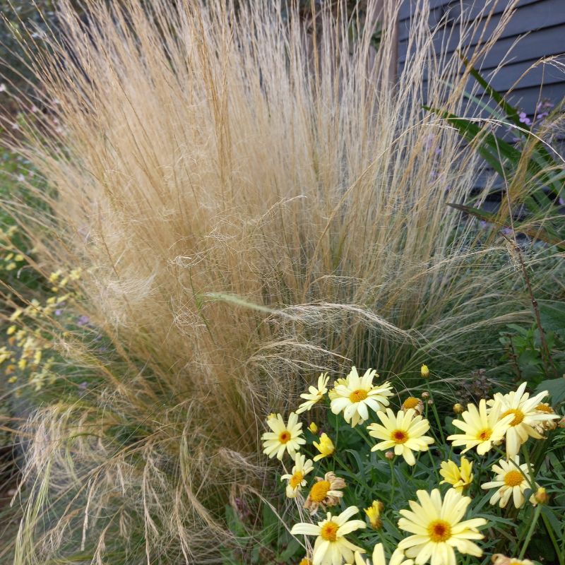 STIPA tenuissima - Pony Tails Mexican Feather Grass