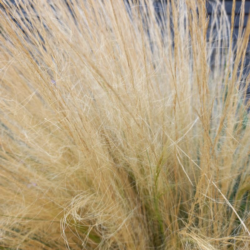 STIPA tenuissima - Pony Tails Mexican Feather Grass