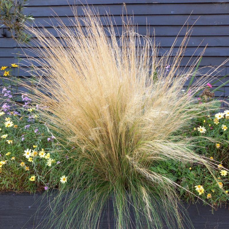 STIPA tenuissima - Pony Tails Mexican Feather Grass