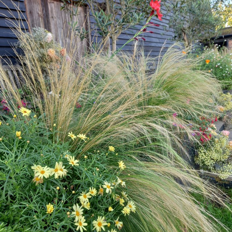 STIPA tenuissima - Pony Tails Mexican Feather Grass