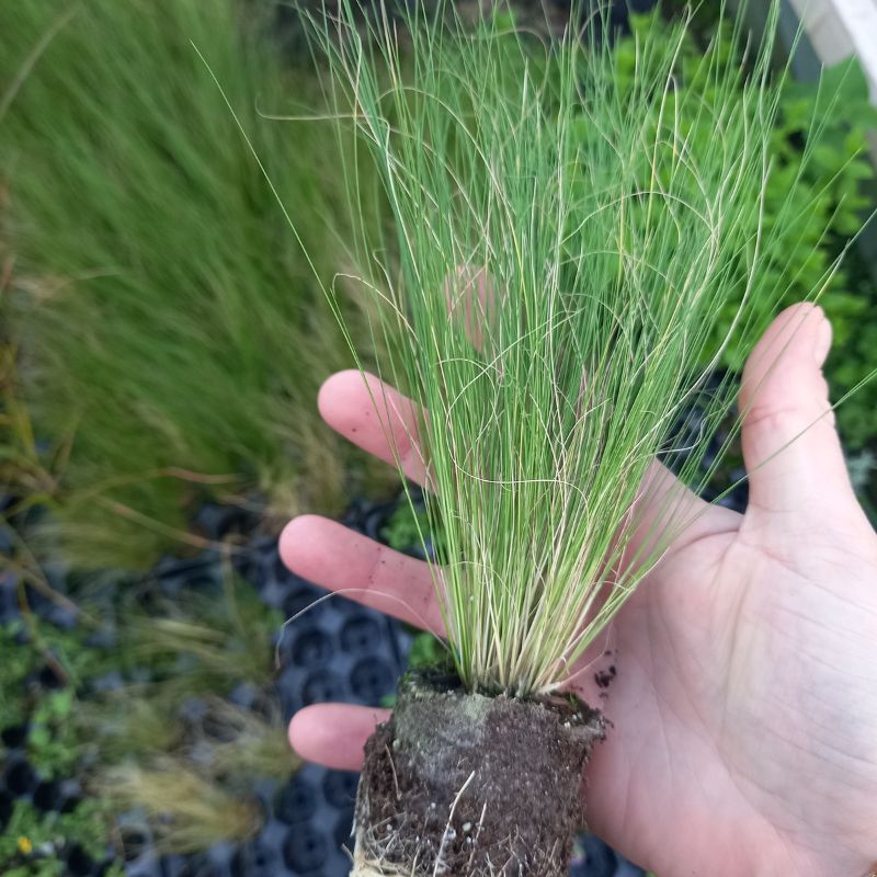 STIPA tenuissima - Pony Tails Mexican Feather Grass