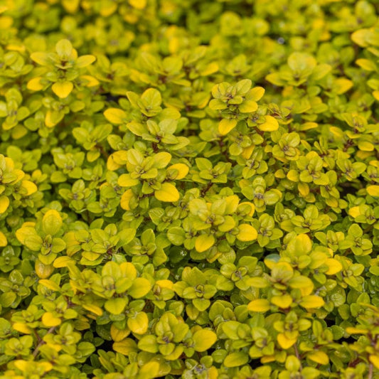 Thyme (Thymus) Pulegioides Archer's Gold