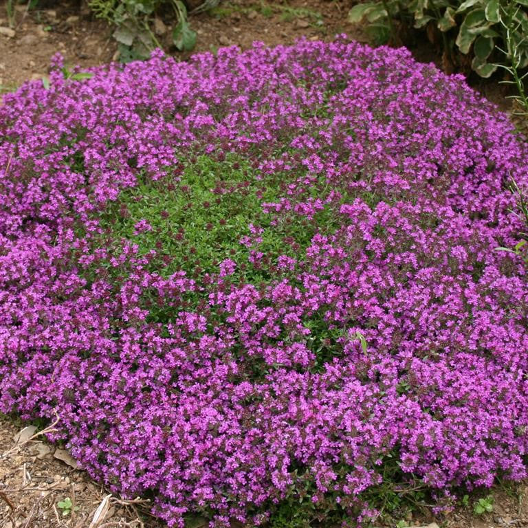 Thyme 'Coccineus'  - (Thymus) syn. T. serphyllum c. 'Minimus'