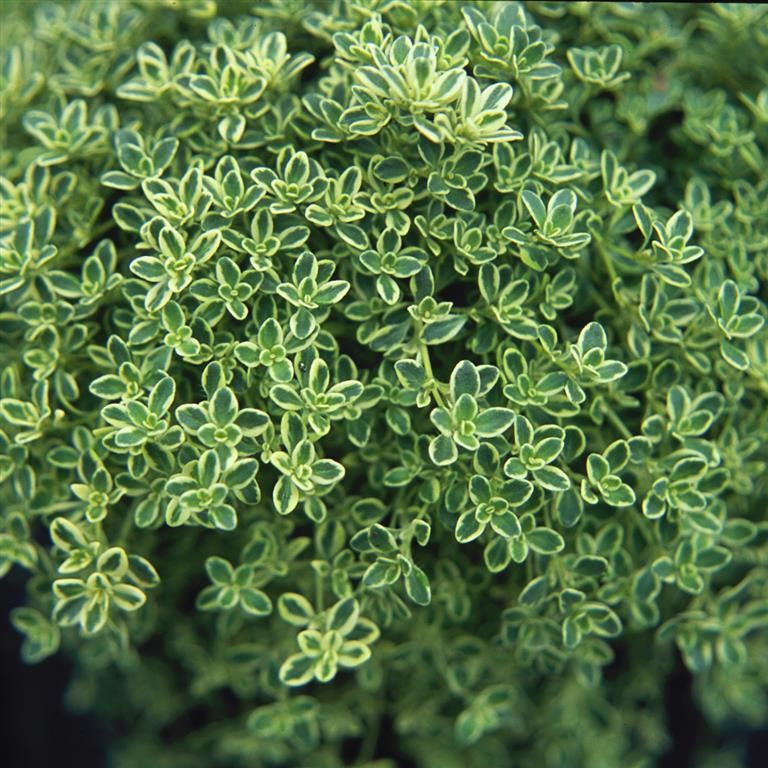 Thymus spp. 'Hartington Silver' (Thyme)  - (Thymus spp) syn. T. 'Highland Cream'