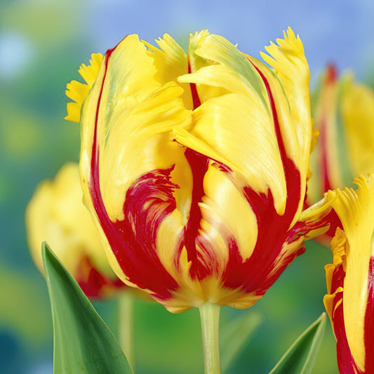 40 Mixed Tulip Bulbs (10 of Each, Labelled) – Brighten Your Garden for Spring!