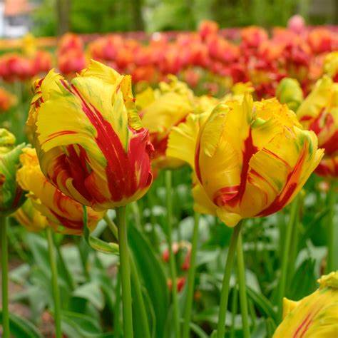 Tulip Texas Flame