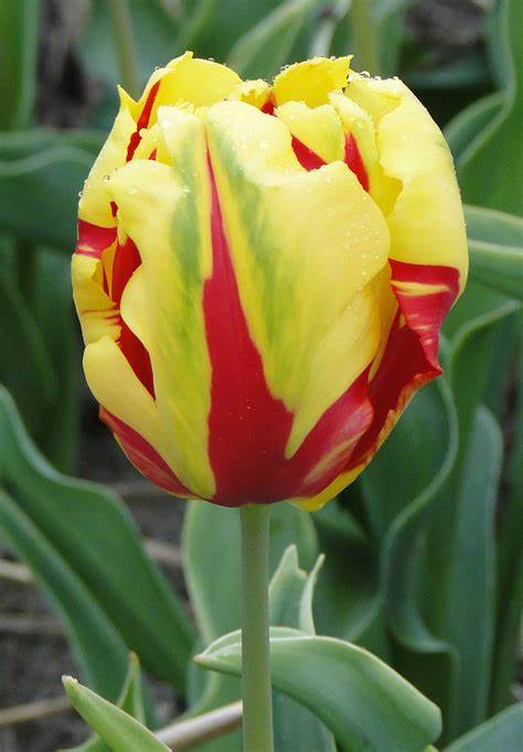 Tulip Texas Flame