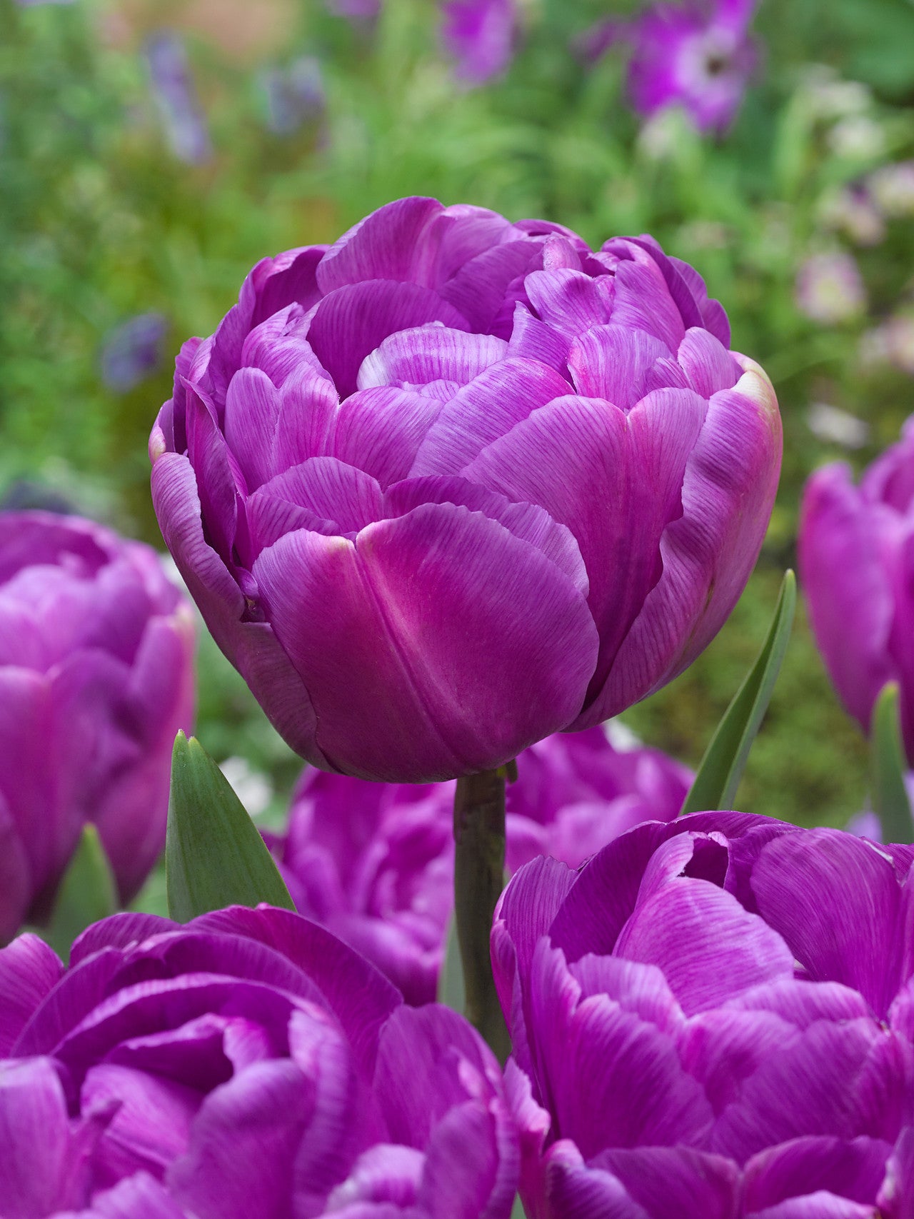 Tulip Blue Diamond - Double Late