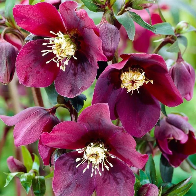 Hellebore orientalis - Helleborus 'Single Red' (Red Lady) ~  - comm. Lenten Rose