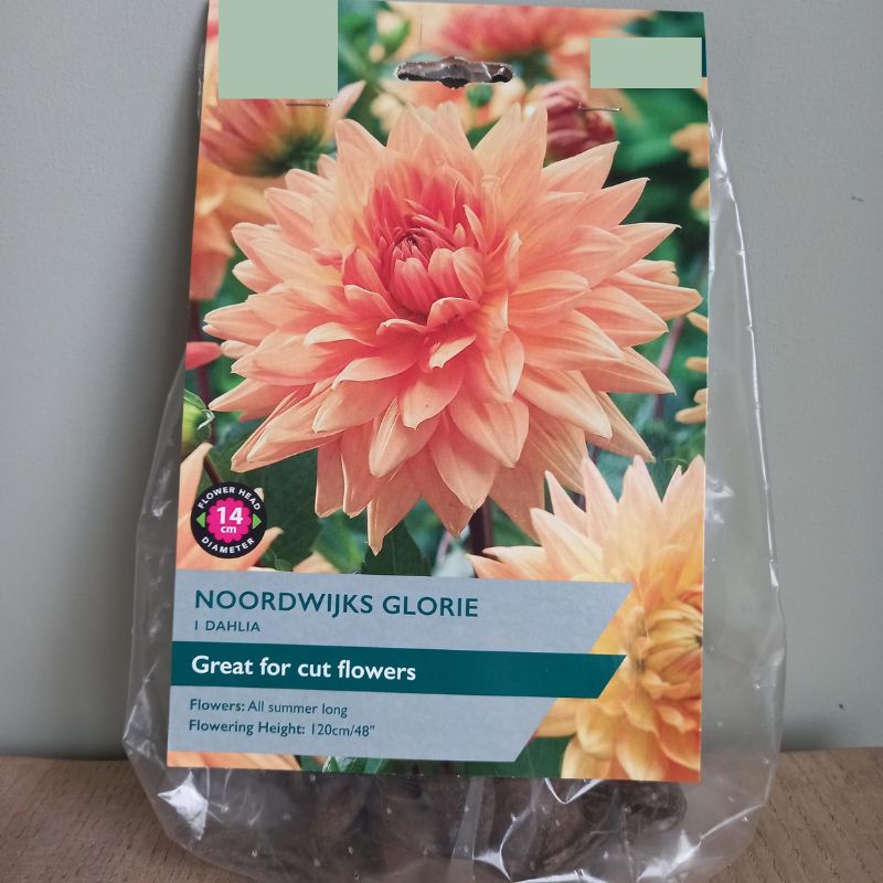 Dahlia - Noordwijks Glorie