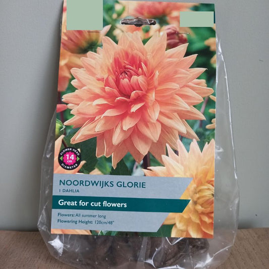 Dahlia - Noordwijks Glorie