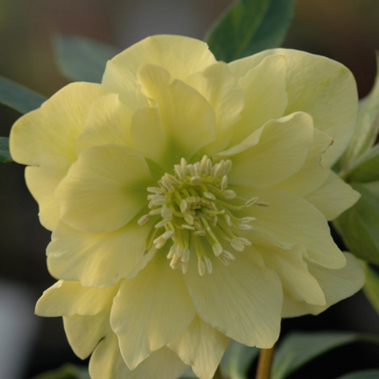 Hellebore orientalis -Helleborus 'Double Yellow' ~  - comm. Lenten Rose