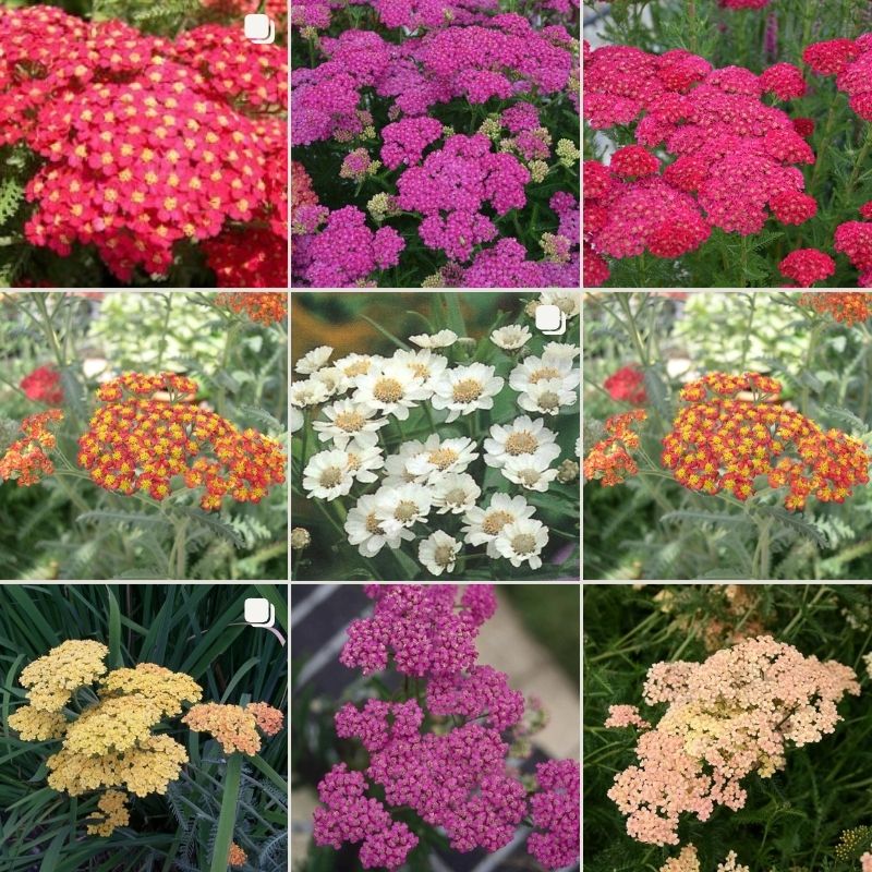 Achillea Yarrow collection