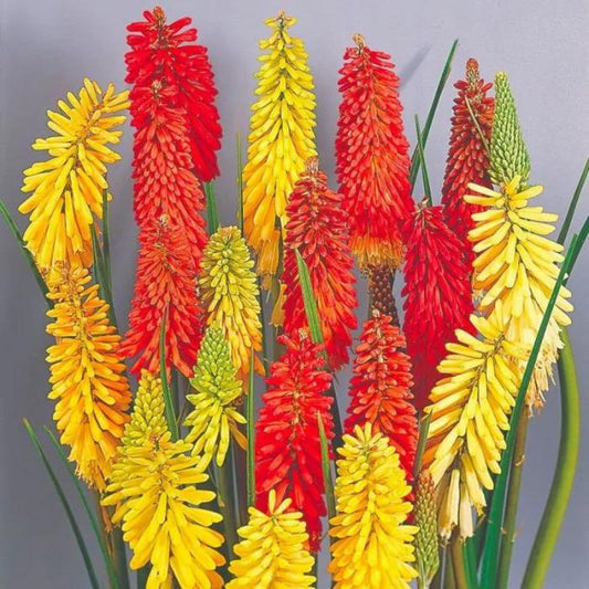 Kniphofia uvaria Flamenco Red Hot poker