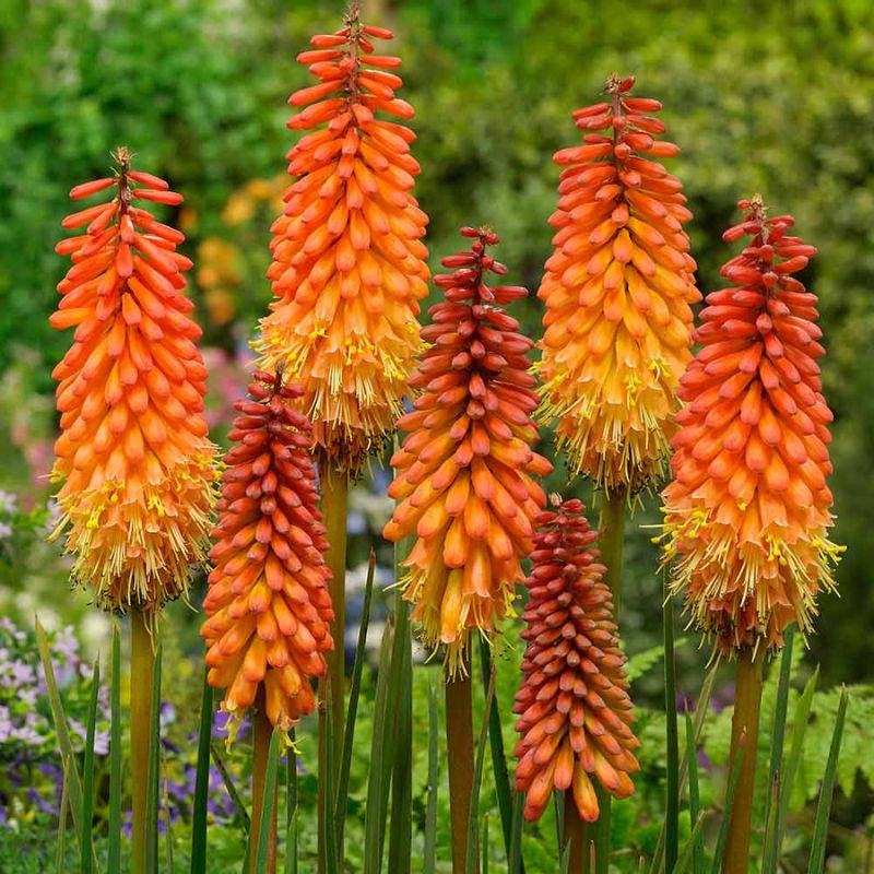 KNIPHOFIA Alcazar Red Hot Poker