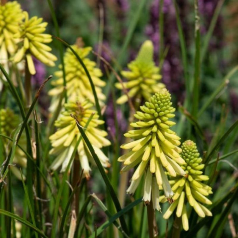 Kniphofia Poco Citron Red hot poker