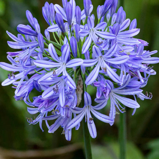 African Lily - AGAPANTHUS umbellatus "African Queen"