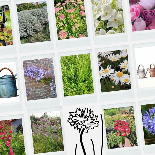 9cm Potted Plants – Limited Time Deal 🌱