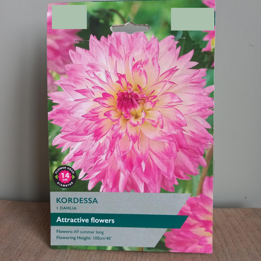 Dahlia - Kordessa