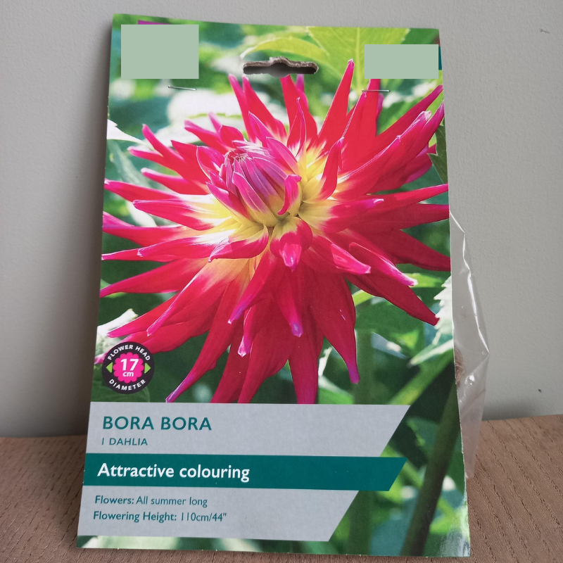 Dahlia - Bora Bora