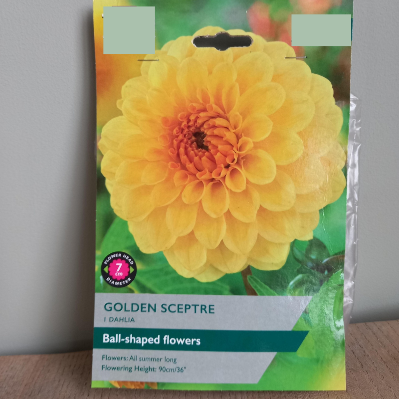 Dahlia -Golden Sceptre