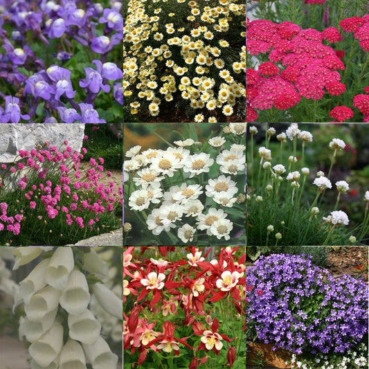 10 x Mixed herbacious Perennial Plug Plants. Perfect for pots and Gardens Alike