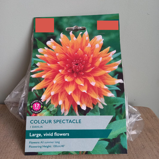 Dahlia - Colour Spectacle