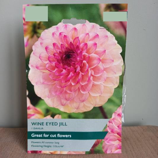 Dahlia - DAHLIA Wine Eyed Jill