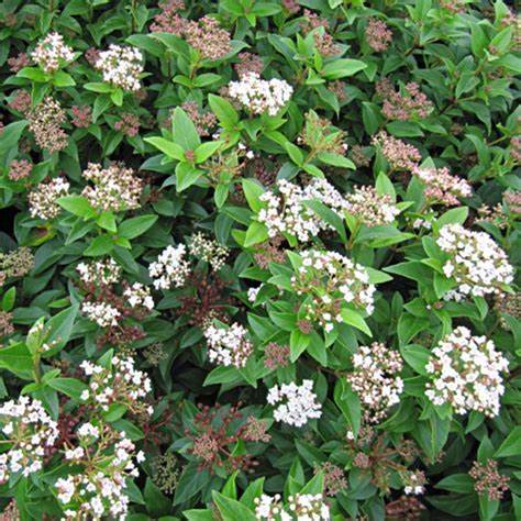 Viburnum tinus 'Eve Price'