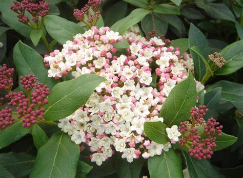 Viburnum tinus 'Eve Price'