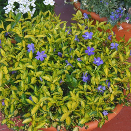 Vinca minor 'Illumination' - Periwinkle