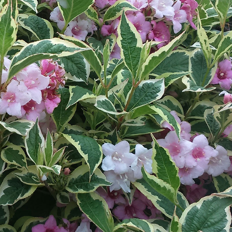 Weigela florida 'Variegata'