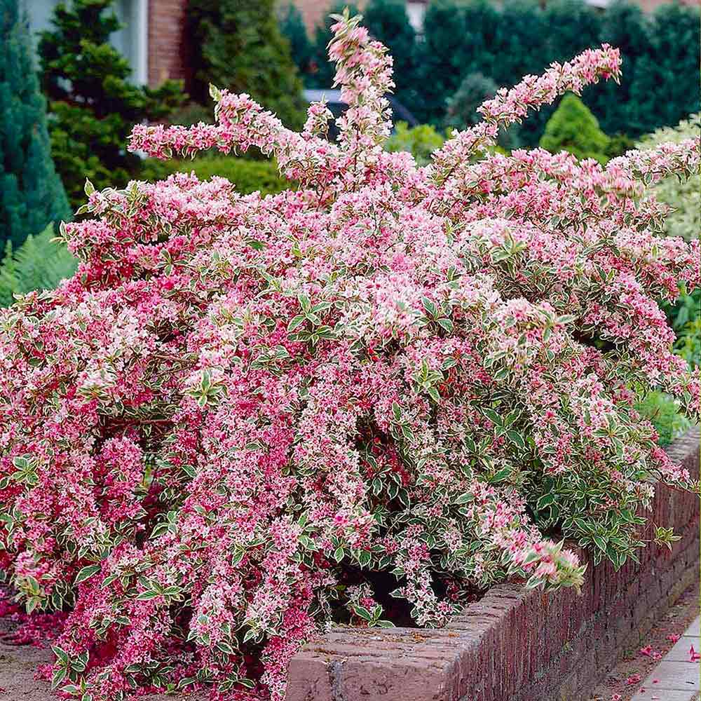 Weigela florida 'Variegata'