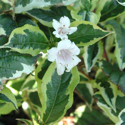 Weigela florida 'Variegata'