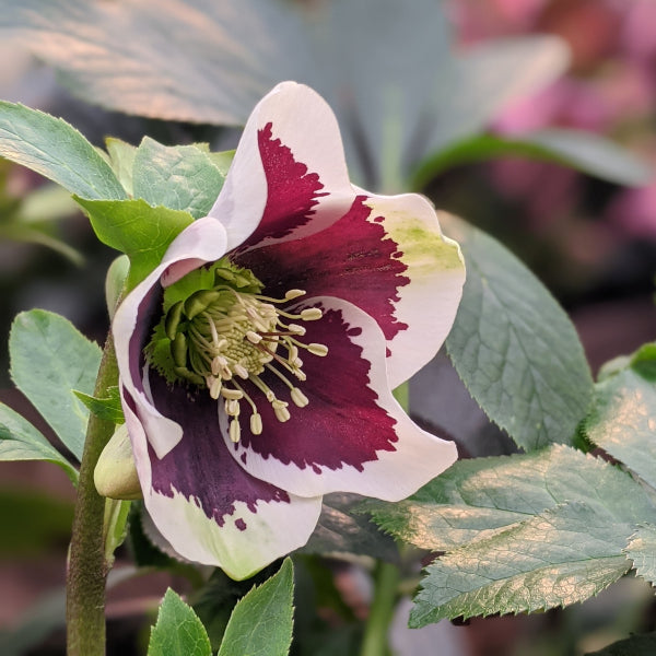 Hellebore orientalis - HELLEBORUS 'Single White Blotched' (White Lady Spotted)